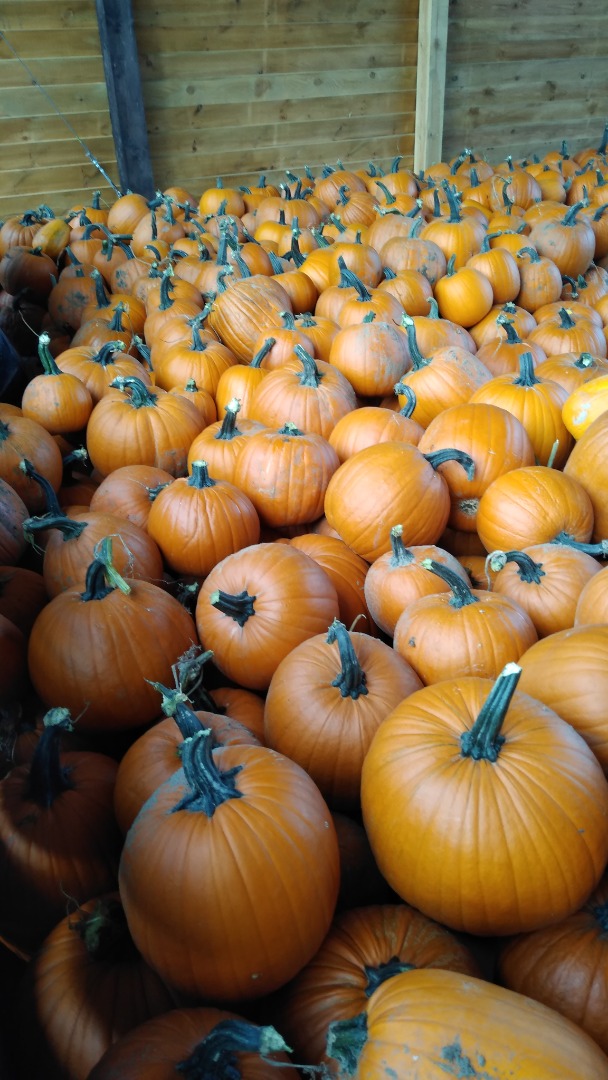 Amscan Kürbis-Haarreif – Mit Marabufedern & Glitzernden Kürbisgesichtern, Für Halloween & Karneval