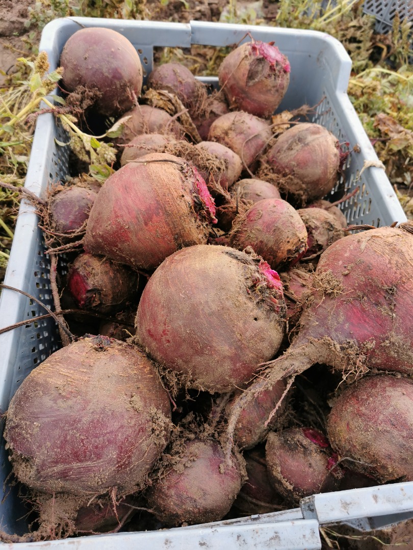 beetroots price per 1 kg - beetroots for sale - buy beetroots