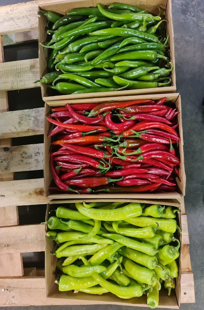 Red Green Yellow Chili Pepper Kitchen Floor Mat Non Slip Kitchen 並行輸入品 Peppers Red, Yellow \u0026 Green \u2013 Fresh in a Box