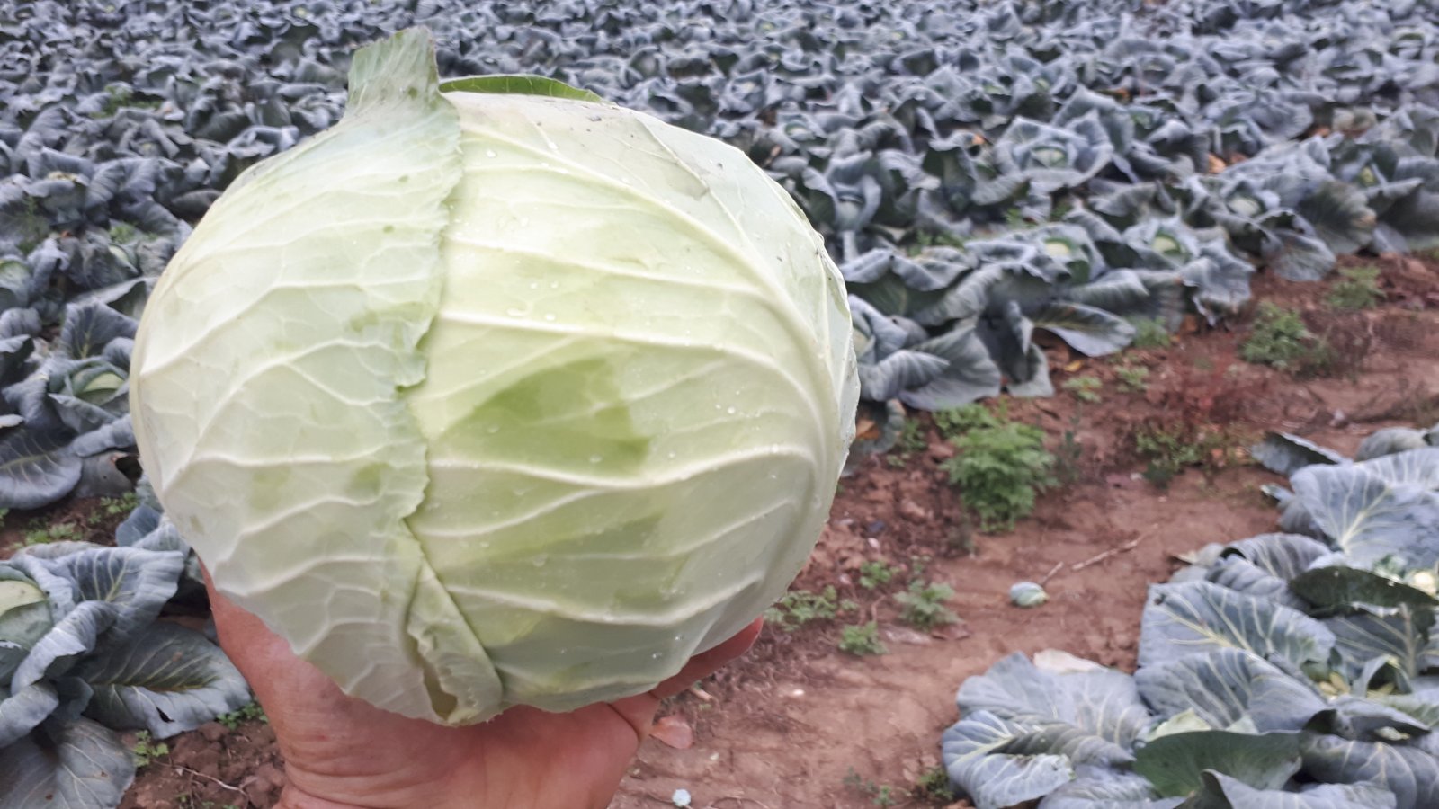 We sell cabbage of different sizes. 1. weighing