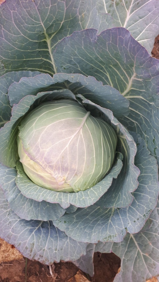 We sell cabbage of different sizes. 1. weighing