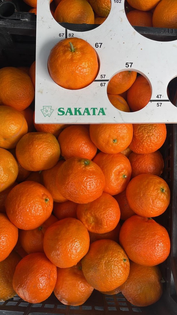 Hochwertige und sehr schmackhafte Mandarinen/Clementinen-Mandarinen versandbereit Albanien, aus