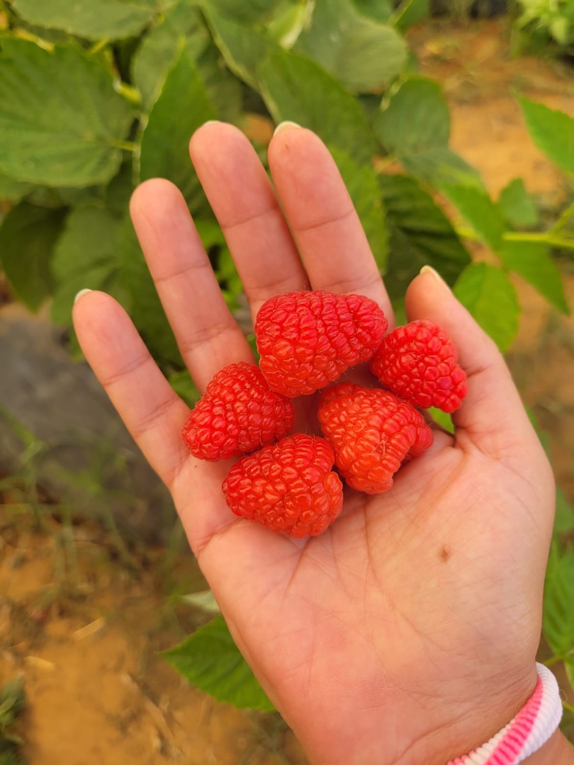 Exceptional varieties: We offer the Adelita variety and