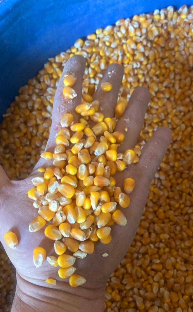 1. Product: YELLOW CORN 2. Origin: ARGENTINA