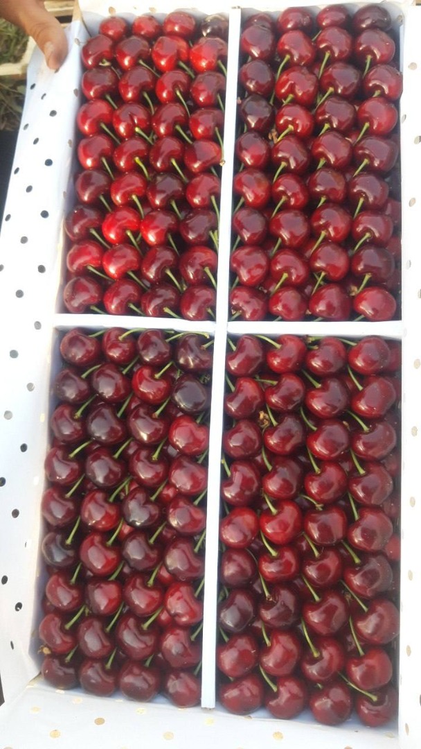 Packing cherry