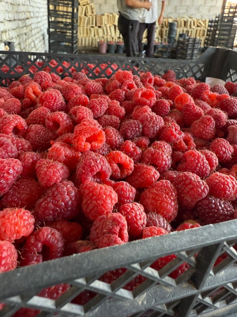 Extra Raspberry For sale: Extra raspberries 95/5, 90/10, blackcurrants double-cleaned