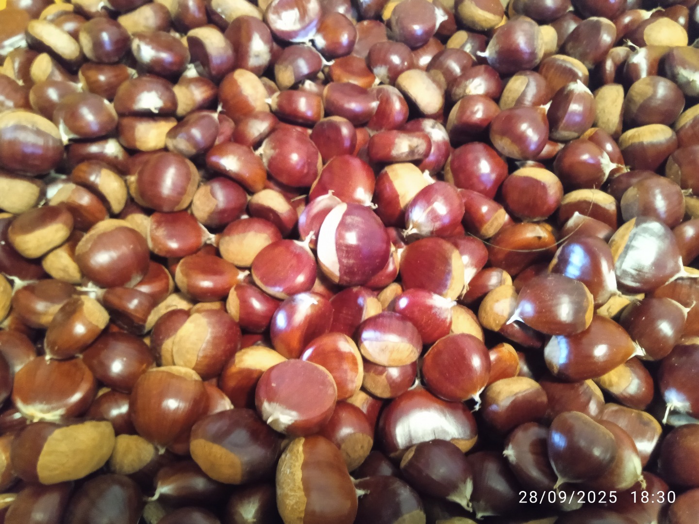 Castane Comanda Castane naturale cultivate și recoltate în Pirineii din